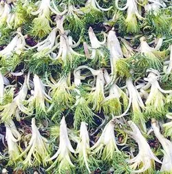 بذر کنگر شیرازی <br> بذور العكوب <br> بسته 10 عددی <br>  Tumble Thistle Seeds <br> Gundelia tournefortii Seeds