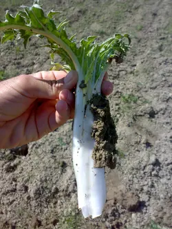 بذر کنگر شیرازی <br> بذور العكوب <br> بسته 10 عددی <br>  Tumble Thistle Seeds <br> Gundelia tournefortii Seeds