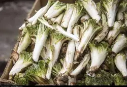 بذر کنگر شیرازی <br> بذور العكوب <br> بسته 10 عددی <br>  Tumble Thistle Seeds <br> Gundelia tournefortii Seeds