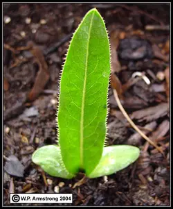 بذر کنگر شیرازی <br> بذور العكوب <br> بسته 10 عددی <br>  Tumble Thistle Seeds <br> Gundelia tournefortii Seeds