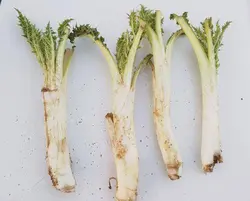 بذر کنگر شیرازی <br> بذور العكوب <br> بسته 10 عددی <br>  Tumble Thistle Seeds <br> Gundelia tournefortii Seeds