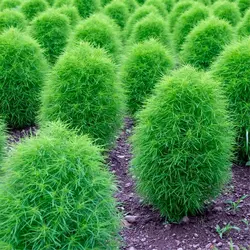 بذر کوچیا ژاپنی <br> بسته 20 عددی  <br> Kochia <br><i><b> Bassia scoparia </i> Seeds </b>