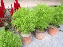 بذر کوچیا ژاپنی <br> بسته 20 عددی  <br> Kochia <br><i><b> Bassia scoparia </i> Seeds </b>