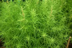 بذر کوچیا ژاپنی <br> بسته 20 عددی  <br> Kochia <br><i><b> Bassia scoparia </i> Seeds </b>