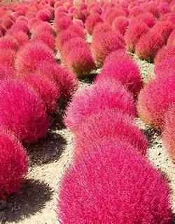 بذر کوچیا ژاپنی <br> بسته 20 عددی  <br> Kochia <br><i><b> Bassia scoparia </i> Seeds </b>