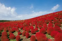 بذر کوچیا ژاپنی <br> بسته 20 عددی  <br> Kochia <br><i><b> Bassia scoparia </i> Seeds </b>