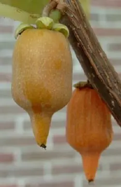 بذر کیوی پیچ نقره ای  بسته 5 عددی  Silver Vine Kiwi Seeds  <i><b>Actinidia polygama </i> Seeds</b>