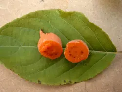 بذر کیوی پیچ نقره ای  بسته 5 عددی  Silver Vine Kiwi Seeds  <i><b>Actinidia polygama </i> Seeds</b>