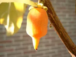 بذر کیوی پیچ نقره ای  بسته 5 عددی  Silver Vine Kiwi Seeds  <i><b>Actinidia polygama </i> Seeds</b>