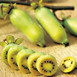 بذر کیوی پیچ نقره ای  بسته 5 عددی  Silver Vine Kiwi Seeds  <i><b>Actinidia polygama </i> Seeds</b>