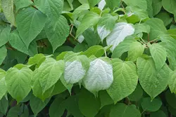 بذر کیوی پیچ نقره ای  بسته 5 عددی  Silver Vine Kiwi Seeds  <i><b>Actinidia polygama </i> Seeds</b>