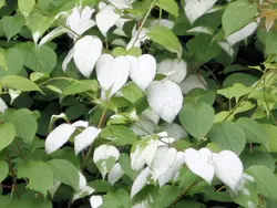 بذر کیوی پیچ نقره ای  بسته 5 عددی  Silver Vine Kiwi Seeds  <i><b>Actinidia polygama </i> Seeds</b>