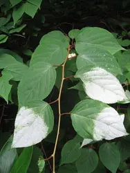 بذر کیوی پیچ نقره ای  بسته 5 عددی  Silver Vine Kiwi Seeds  <i><b>Actinidia polygama </i> Seeds</b>