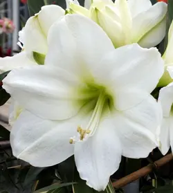 بذر گل آماریلیس سفید <br> بسته 5 عددی  <br> White Amaryllis <br><i><b> Amaryllis belladonna White </i> Seeds </b>