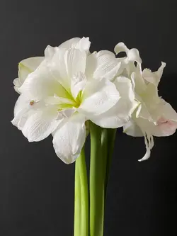 بذر گل آماریلیس سفید <br> بسته 5 عددی  <br> White Amaryllis <br><i><b> Amaryllis belladonna White </i> Seeds </b>