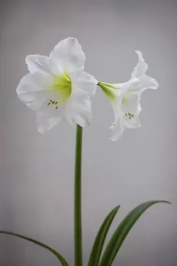 بذر گل آماریلیس سفید <br> بسته 5 عددی  <br> White Amaryllis <br><i><b> Amaryllis belladonna White </i> Seeds </b>