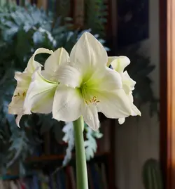 بذر گل آماریلیس سفید <br> بسته 5 عددی  <br> White Amaryllis <br><i><b> Amaryllis belladonna White </i> Seeds </b>