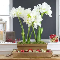 بذر گل آماریلیس سفید <br> بسته 5 عددی  <br> White Amaryllis <br><i><b> Amaryllis belladonna White </i> Seeds </b>