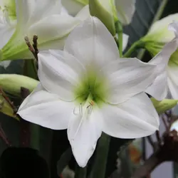 بذر گل آماریلیس سفید <br> بسته 5 عددی  <br> White Amaryllis <br><i><b> Amaryllis belladonna White </i> Seeds </b>