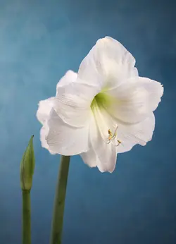 بذر گل آماریلیس سفید <br> بسته 5 عددی  <br> White Amaryllis <br><i><b> Amaryllis belladonna White </i> Seeds </b>