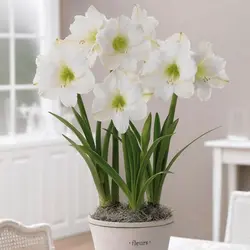 بذر گل آماریلیس سفید <br> بسته 5 عددی  <br> White Amaryllis <br><i><b> Amaryllis belladonna White </i> Seeds </b>