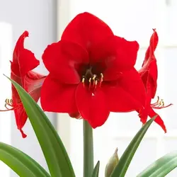 بذر گل آماریلیس قرمز <br> بسته 5 عددی  <br> Red Amaryllis <br><i><b> Amaryllis belladonna Red </i> Seeds </b>