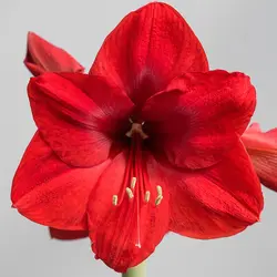 بذر گل آماریلیس قرمز <br> بسته 5 عددی  <br> Red Amaryllis <br><i><b> Amaryllis belladonna Red </i> Seeds </b>
