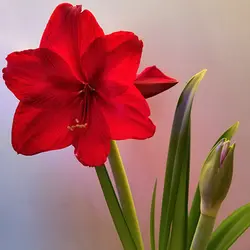 بذر گل آماریلیس قرمز <br> بسته 5 عددی  <br> Red Amaryllis <br><i><b> Amaryllis belladonna Red </i> Seeds </b>