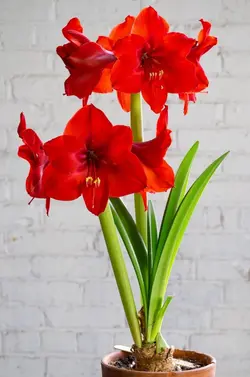 بذر گل آماریلیس قرمز <br> بسته 5 عددی  <br> Red Amaryllis <br><i><b> Amaryllis belladonna Red </i> Seeds </b>