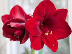 بذر گل آماریلیس قرمز <br> بسته 5 عددی  <br> Red Amaryllis <br><i><b> Amaryllis belladonna Red </i> Seeds </b>