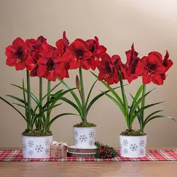 بذر گل آماریلیس قرمز <br> بسته 5 عددی  <br> Red Amaryllis <br><i><b> Amaryllis belladonna Red </i> Seeds </b>
