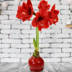 بذر گل آماریلیس قرمز <br> بسته 5 عددی  <br> Red Amaryllis <br><i><b> Amaryllis belladonna Red </i> Seeds </b>