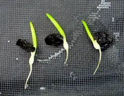 بذر گل آماریلیس قرمز <br> بسته 5 عددی  <br> Red Amaryllis <br><i><b> Amaryllis belladonna Red </i> Seeds </b>