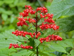 بذر گل پاگودا <br> تعداد 1 عدد بذر <br> Pagoda Flower <br><i><b> Clerodendrum paniculatum </i> Seeds</b>