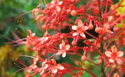 بذر گل پاگودا <br> تعداد 1 عدد بذر <br> Pagoda Flower <br><i><b> Clerodendrum paniculatum </i> Seeds</b>