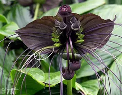 بذر گل خفاش سیاه <br> بسته 5 عددی بذر <br> Black Bat Flower Seeds <br><i><b> Tacca chantrieri  </i> Seeds</b>