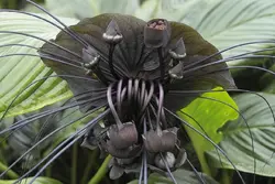 بذر گل خفاش سیاه <br> بسته 5 عددی بذر <br> Black Bat Flower Seeds <br><i><b> Tacca chantrieri  </i> Seeds</b>