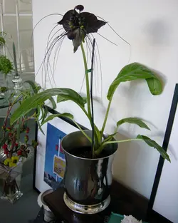 بذر گل خفاش سیاه <br> بسته 5 عددی بذر <br> Black Bat Flower Seeds <br><i><b> Tacca chantrieri  </i> Seeds</b>