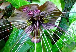 بذر گل خفاش سیاه <br> بسته 5 عددی بذر <br> Black Bat Flower Seeds <br><i><b> Tacca chantrieri  </i> Seeds</b>