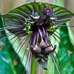 بذر گل خفاش سیاه <br> بسته 5 عددی بذر <br> Black Bat Flower Seeds <br><i><b> Tacca chantrieri  </i> Seeds</b>
