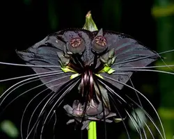 بذر گل خفاش سیاه <br> بسته 5 عددی بذر <br> Black Bat Flower Seeds <br><i><b> Tacca chantrieri  </i> Seeds</b>