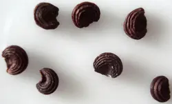 بذر گل خفاش سیاه <br> بسته 5 عددی بذر <br> Black Bat Flower Seeds <br><i><b> Tacca chantrieri  </i> Seeds</b>