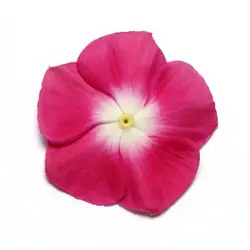 بذر گل پریوش برگاندی مرکز سفید <br> تعداد 10 عدد بذر <br> Madagascar Periwinkle <br><i><b> Catharanthus roseus Pacifica XP Burgundy Halo </i> Seeds </b>