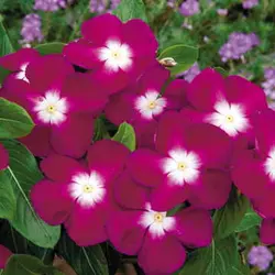 بذر گل پریوش برگاندی مرکز سفید <br> تعداد 10 عدد بذر <br> Madagascar Periwinkle <br><i><b> Catharanthus roseus Pacifica XP Burgundy Halo </i> Seeds </b>