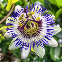 بذر گل ساعتی  بسته 5 عددی  Blue Passion Flower  Passiflora caerulea Seeds