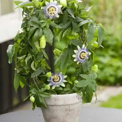 بذر گل ساعتی  بسته 5 عددی  Blue Passion Flower  Passiflora caerulea Seeds