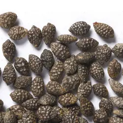 بذر گل ساعتی  بسته 5 عددی  Blue Passion Flower  Passiflora caerulea Seeds