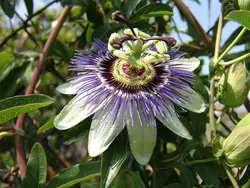 بذر گل ساعتی  بسته 5 عددی  Blue Passion Flower  Passiflora caerulea Seeds