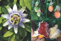 بذر گل ساعتی  بسته 5 عددی  Blue Passion Flower  Passiflora caerulea Seeds