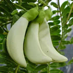 بذر گل خوراکی آگاتی (سسبان سفید) <br> بسته 5 عددی بذر <br> Agati Flower <br><i><b> Sesbania grandiflora </i> Seeds</b>